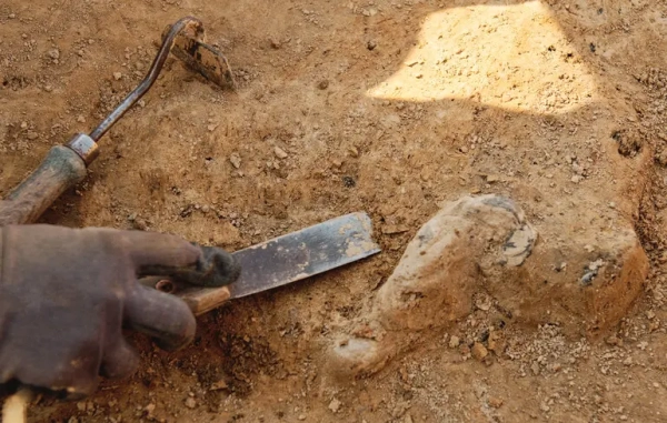 У Чилі дослідники знайшли найменшого ссавця часів динозаврів