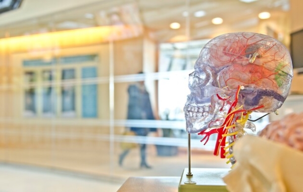 Вчені склали докладний атлас людського мозку