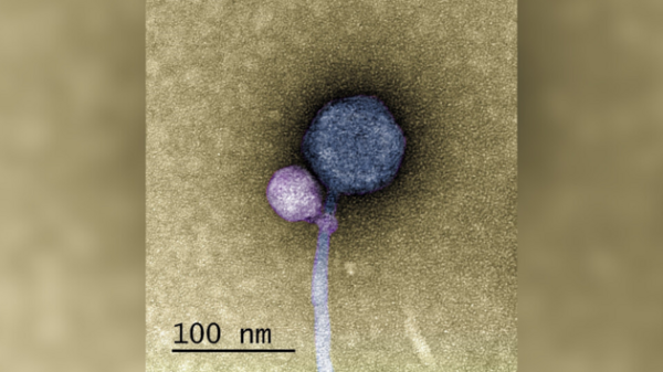 Вчені знайшли вірус, який «вчепився» в інший вірус