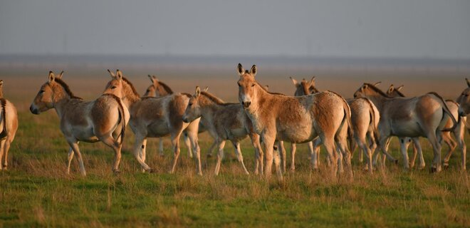 Окупанти викрадають тварин із заповідника Асканія-Нова, везуть їх до Краснодару - ЦНС - Фото