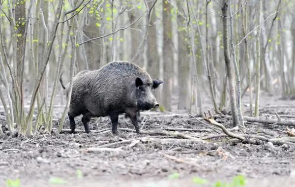 Тварини у зоні відчуження – вчені з’ясували, чому кабани ще радіоактивні