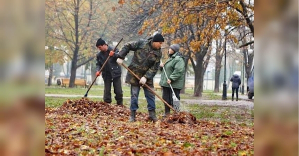 Чи все листя можна компостувати: деякі дерева створять проблеми