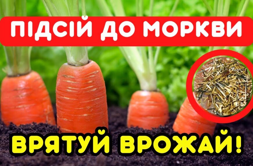 Просто, дешево і дуже ефективно: відома городниця порадила, що підсіяти до моркви для гарного врожаю