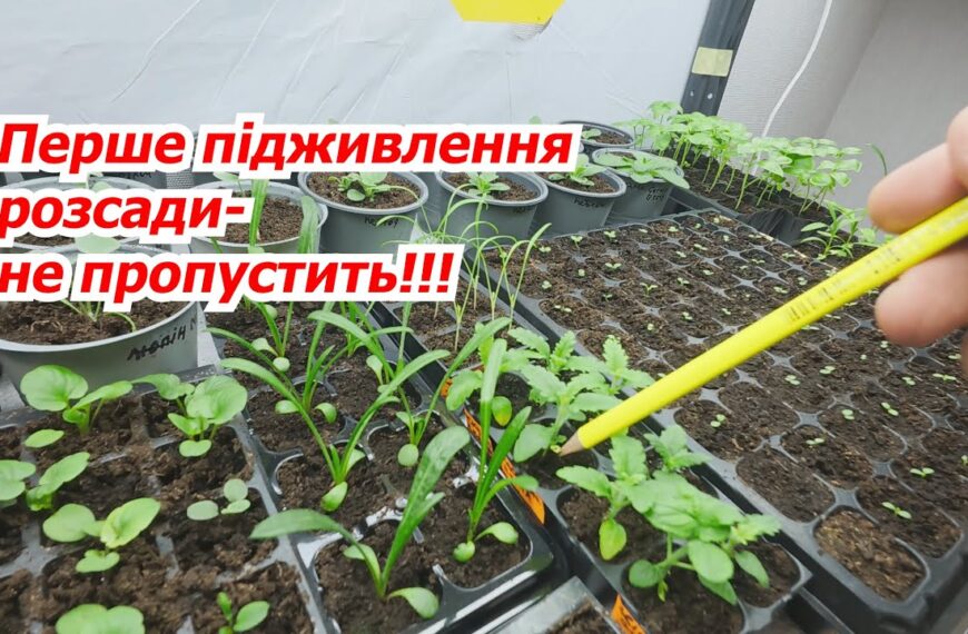 Дочекайтеся перших листочків: аграрій з Київщини нагадав, коли та чим вперше підживити розсаду