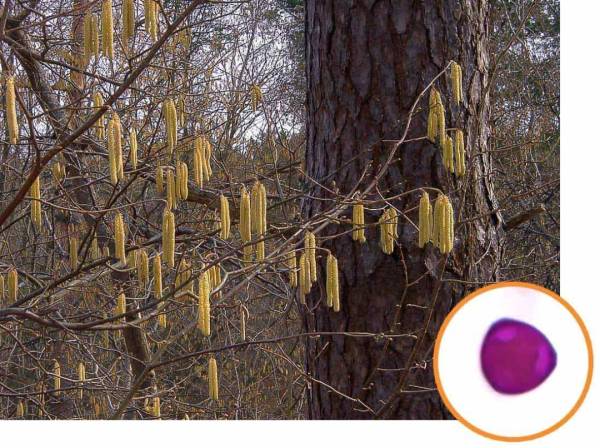 Весна та алергія: як подолати пікові сезони 12