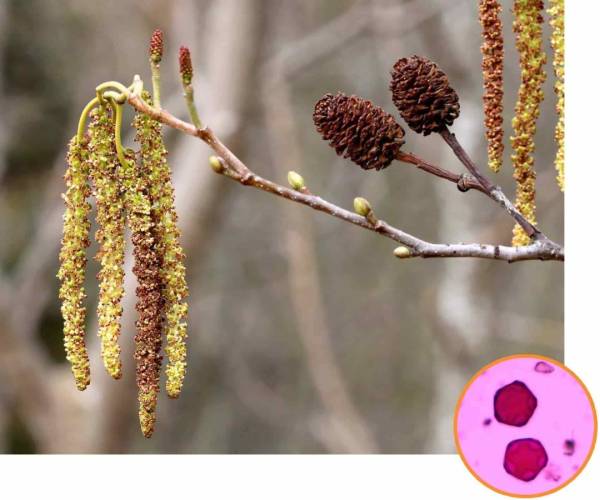 Весна та алергія: як подолати пікові сезони 11