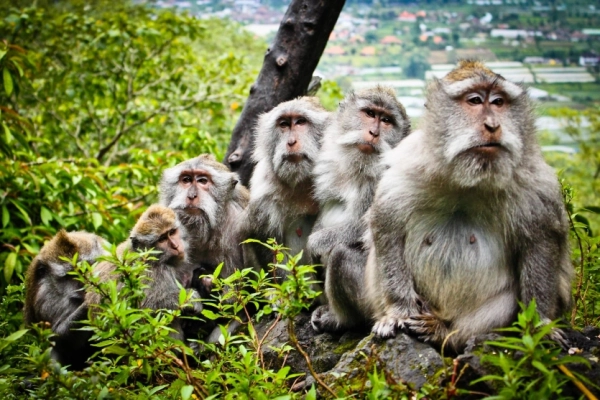 Мавпи у 3D: вчені навчили приматів керувати рухом у віртуальному світі силою думки