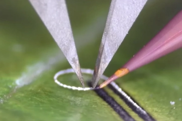 Їстівна електроніка: 3D-друк мікрохвилями на кістках і листі