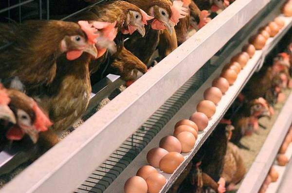 Від пасхального хліба до кошика та оздоб: як зростає вартість Великодня у 2026 році 8