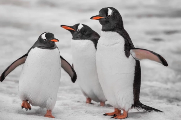 Головна 46 Penguins inspire: scientists develop material that simultaneously heats and cools