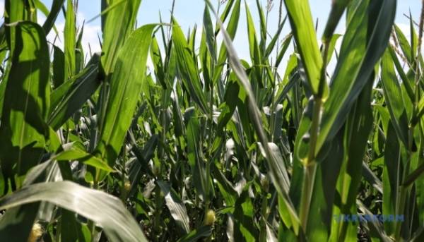Зниження цін на кукурудзу в Україні через невисокий попит 3