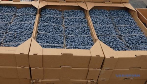 Початкова вартість чорниці в Україні в середньому на 27% вища, ніж минулого року 2