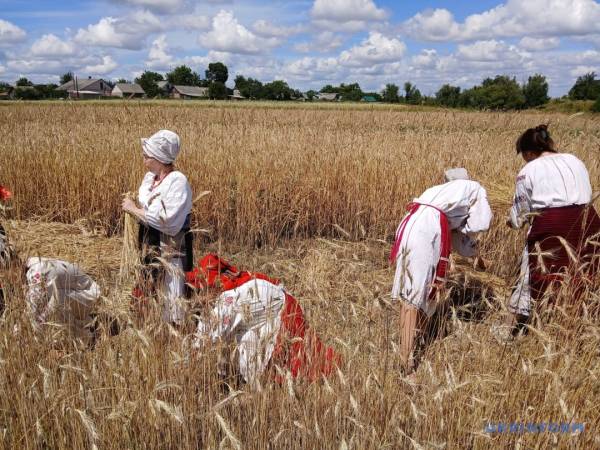 «Зажинки»: перші колоски, зібрані з поля, залишили для різдвяного дідуха. 21 «Зажинки»: перші колоски, зібрані з поля, залишили для різдвяного дідуха. 21