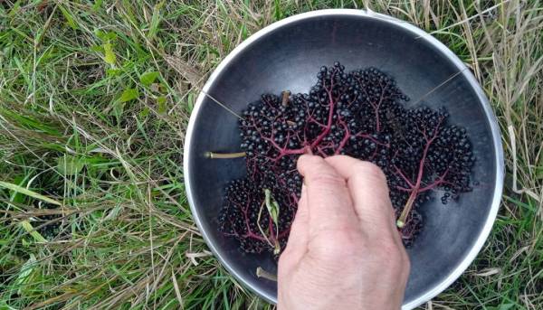 На городі бузина, на столі бузиновий напій 16