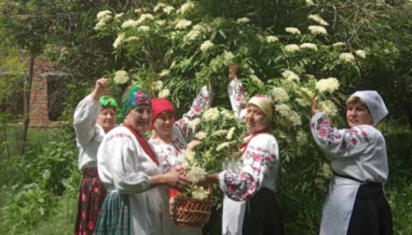На городі бузина, на столі бузиновий напій 11