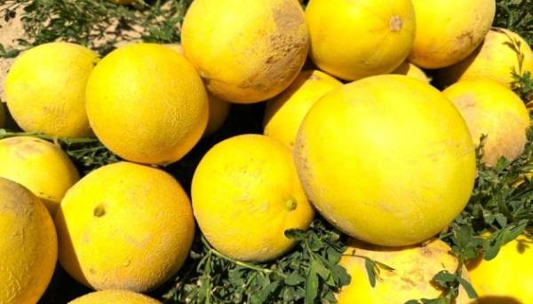 В Україні помітно зросли ціни на дині 3 В Україні помітно зросли ціни на дині 3