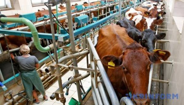 В Україні за перші шість місяців року виробництво молочної продукції збільшилося на 6%.