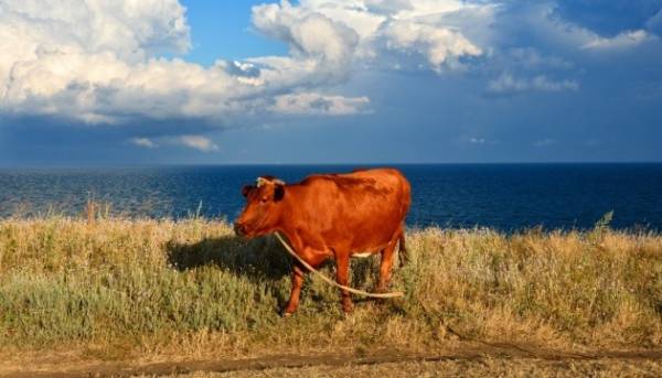 Чисельність великої рогатої худоби за рік зменшилася на 19%