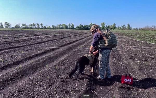 Від початку року фахівці-кінологи зі своїми чотирилапими помічниками обстежили близько 230 гектарів землі. 8 Від початку року фахівці-кінологи зі своїми чотирилапими помічниками обстежили близько 230 гектарів землі. 8