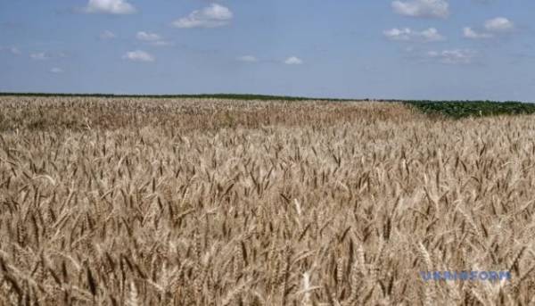 Глобальні ціни на зернову культуру зросли через загострення конфлікту між Росією та Україною. 1 Глобальні ціни на зернову культуру зросли через загострення конфлікту між Росією та Україною. 1