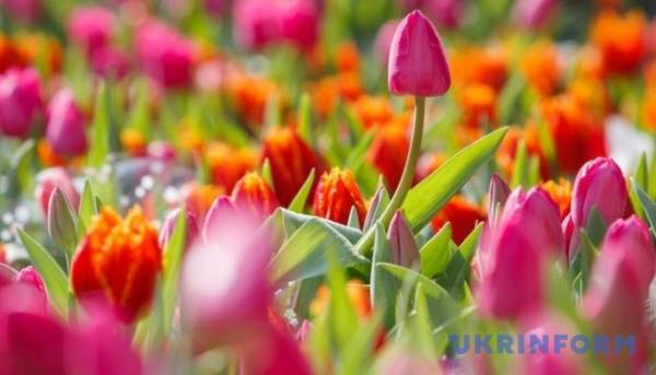 Імпорт квітів приніс державі понад мільярд гривень митних платежів