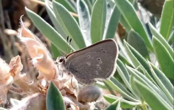 Вчені знайшли метеликів, які десятки тисяч років еволюціонували в ізоляції 