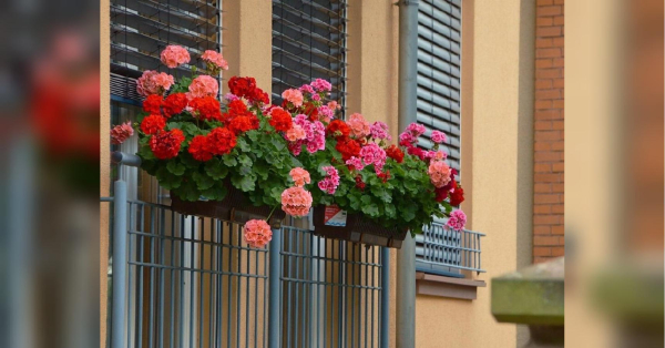 У серпні зробіть так зі своєю геранню на балконі: матимете нові квіти 2