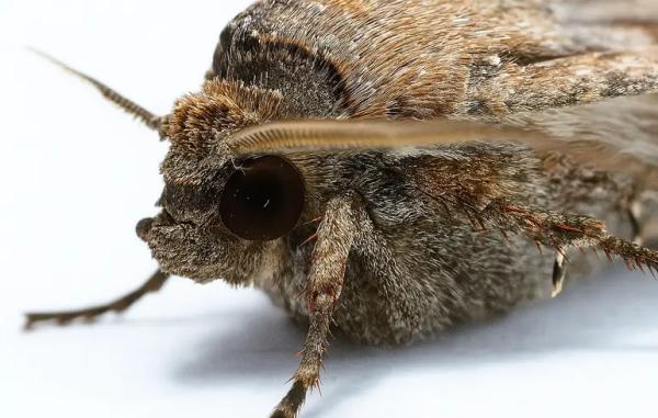 Австралійська міль орієнтується у просторі по зірках — дослідження